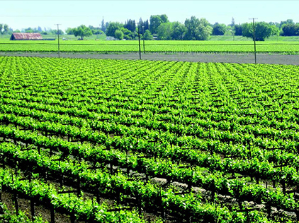 Vineyard in Sacramento County