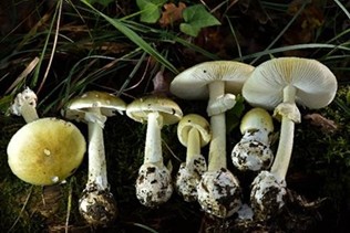 Poisonous Mushrooms