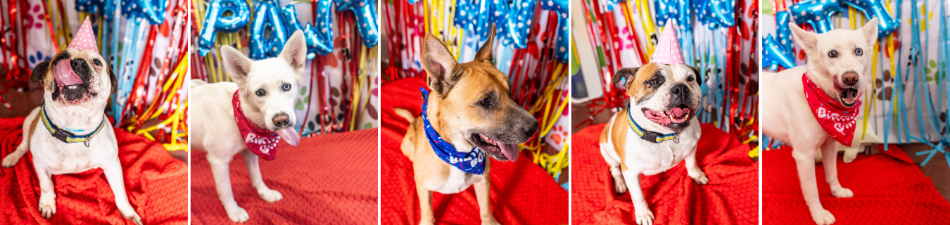 Adoptable dogs at Bradshaw Animal Shelter in party hats