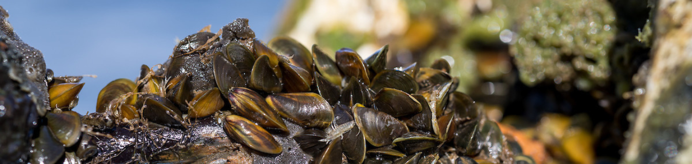 Invasive Golden Mussel