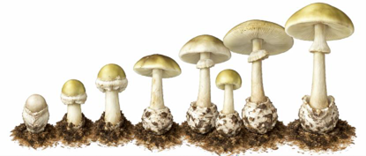 Poisonous Mushrooms