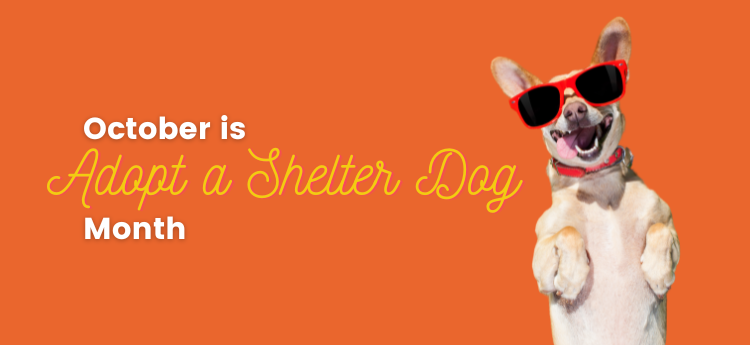 Ocober is Adopt a Shelter Dog Month - Dog wearing sunglasses 