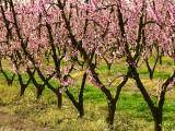 Flowering Pear Orchard Trees
