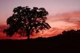 Red Sunset Oak Tree