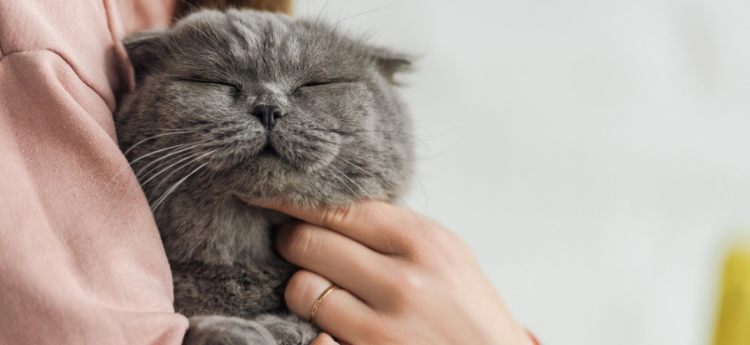 Gray cat cuddles up to owner
