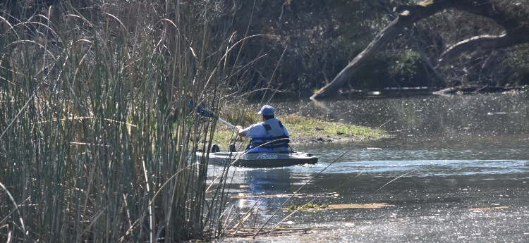 Kayaker on a creek with reeds 