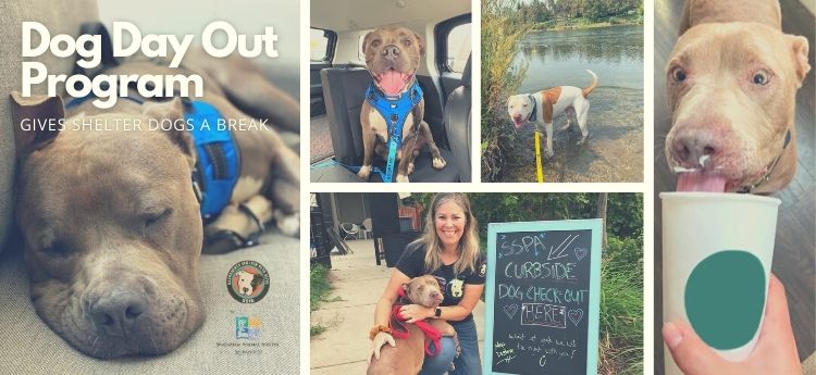 Collage of Dog Photos - Dog Day Out Program Gives Shelter Dogs a Break