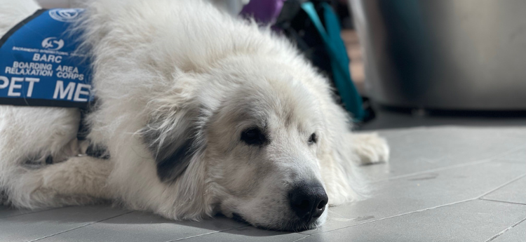 Large white dog with a blue pet me vest laying on the floor at an airport 