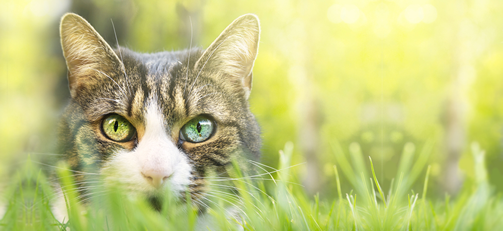 Cat with green eyes crouching in the grass
