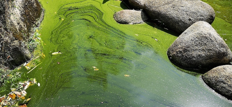 Blew Green algea in a creek