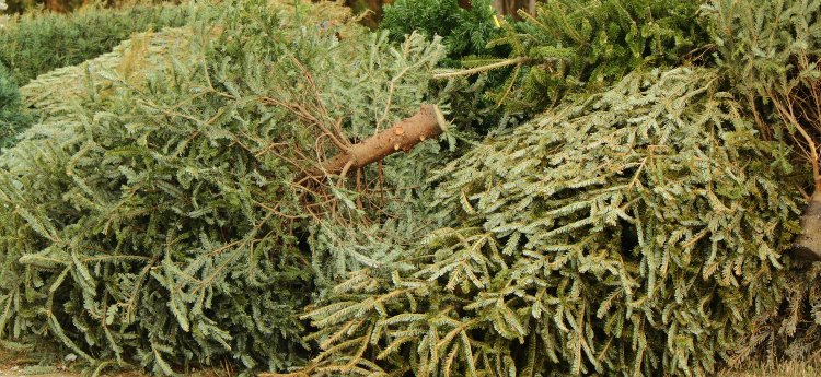 Pile of Christmas trees