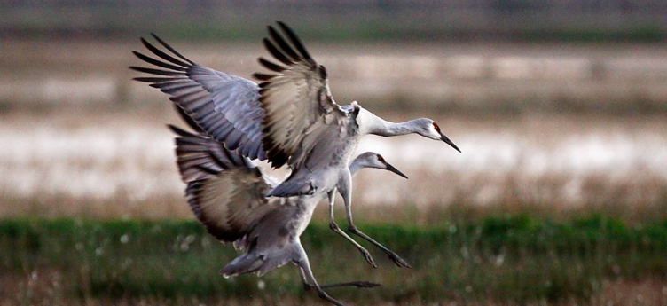 Two Sandhill Cranes landing at the Cosumnes River Preserve