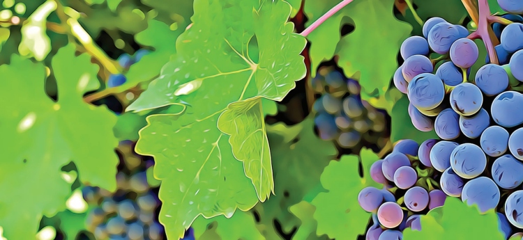 Posterized image of grapes on a vine
