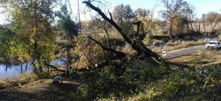 Fallen Cottonwood Tree Blocking Trail