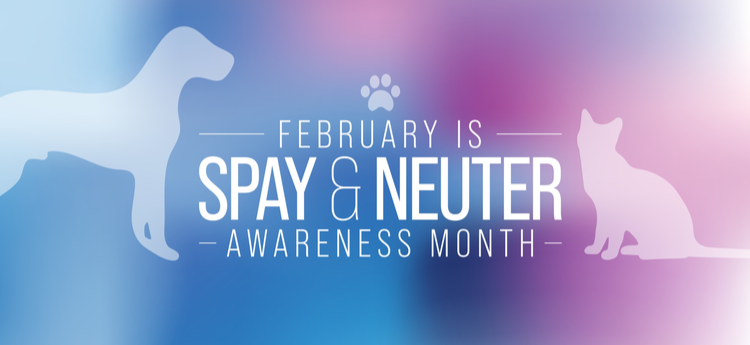 February is Spay & Neuter Awareness Month 
