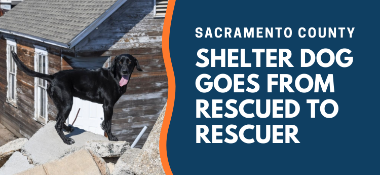 Sacramento County Shelter Dog Goes from Rescued to Rescuer - Photo of a black lab god