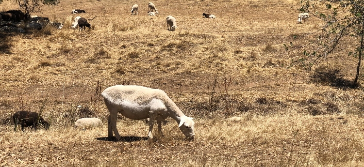 Goats Grazing in dry grass and vegetation 