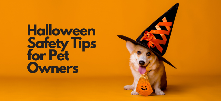 Halloween Safety Tips for Pet Owners - Photo of silly/adorable dog wearing a big witches hat  and a spooky halloween tie. 