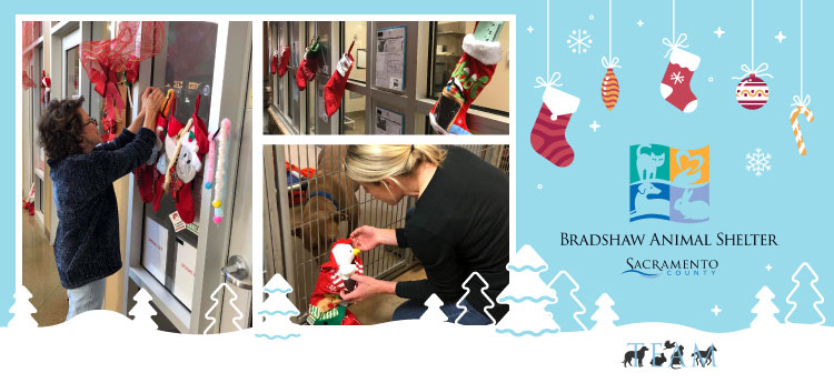 Holiday Pet Stocking Project Collage