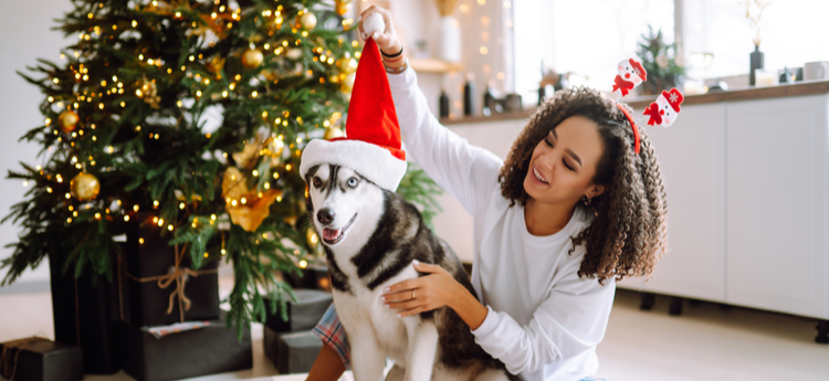 Husky dog wearing a Santa hat 