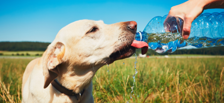 Dog drinking water from a water bottle. 