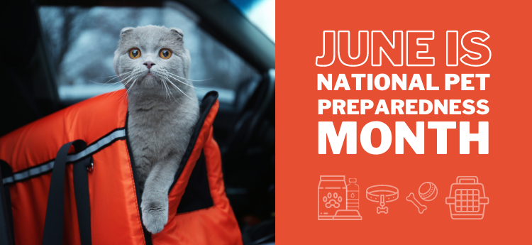 JUNE IS PET PREPAREDNESS MONTH - Cat in an emergency bag