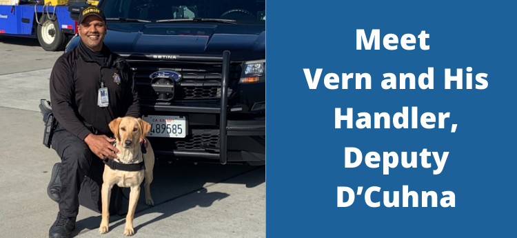 Meet Vern and his handler Deputy D'Cuhna
