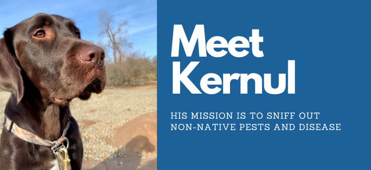 Photo of a chocolate lab dog. "Meet Kernul. His mission is to sniff out non-native pets and disease."