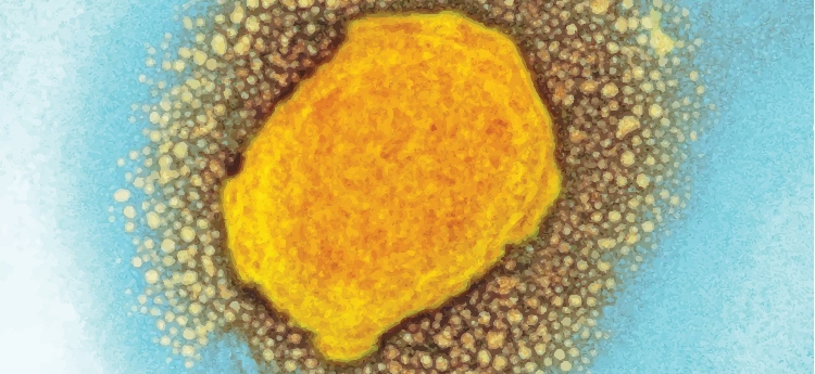 Microscopic illustration of monkeypox virus