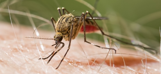 west nile, insect, bird flu