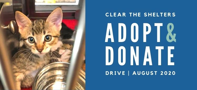 Clear the Shelters Drive - Adopt & Donate - August 2020 - Photo of a kitten