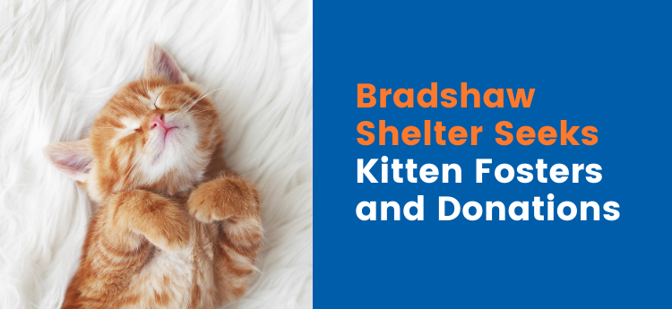Sleeping kitten - Bradshaw Shelter Seeks Kitten Fosters and Donations