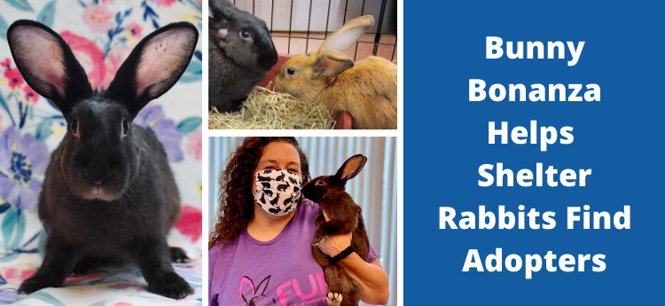 Collage of rabbit photos - Bunny Bonanza Helps Shelter Rabbits Find Adopters