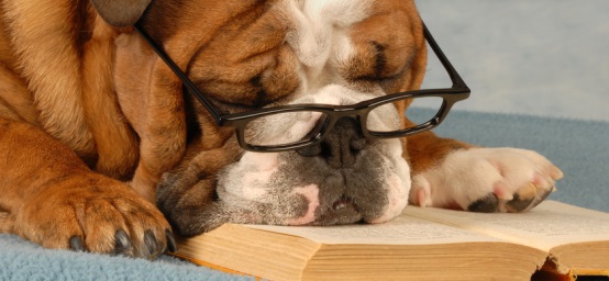 Mature Dog with Glasses Sleeping on a Book