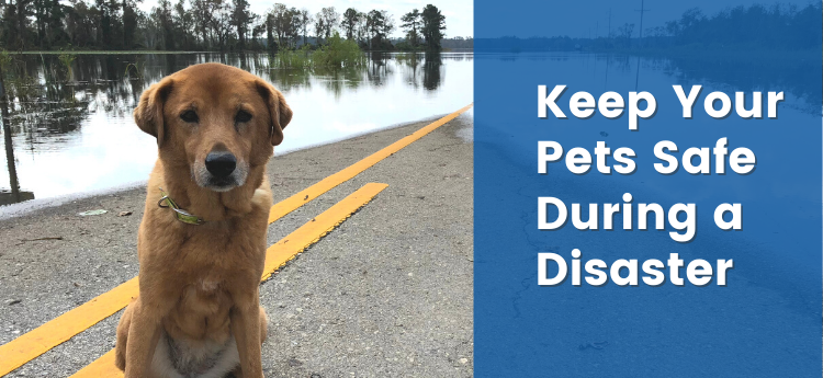Yellow haired dog standing in front of a flooded area. "Keep your pets safe during a disaster"
