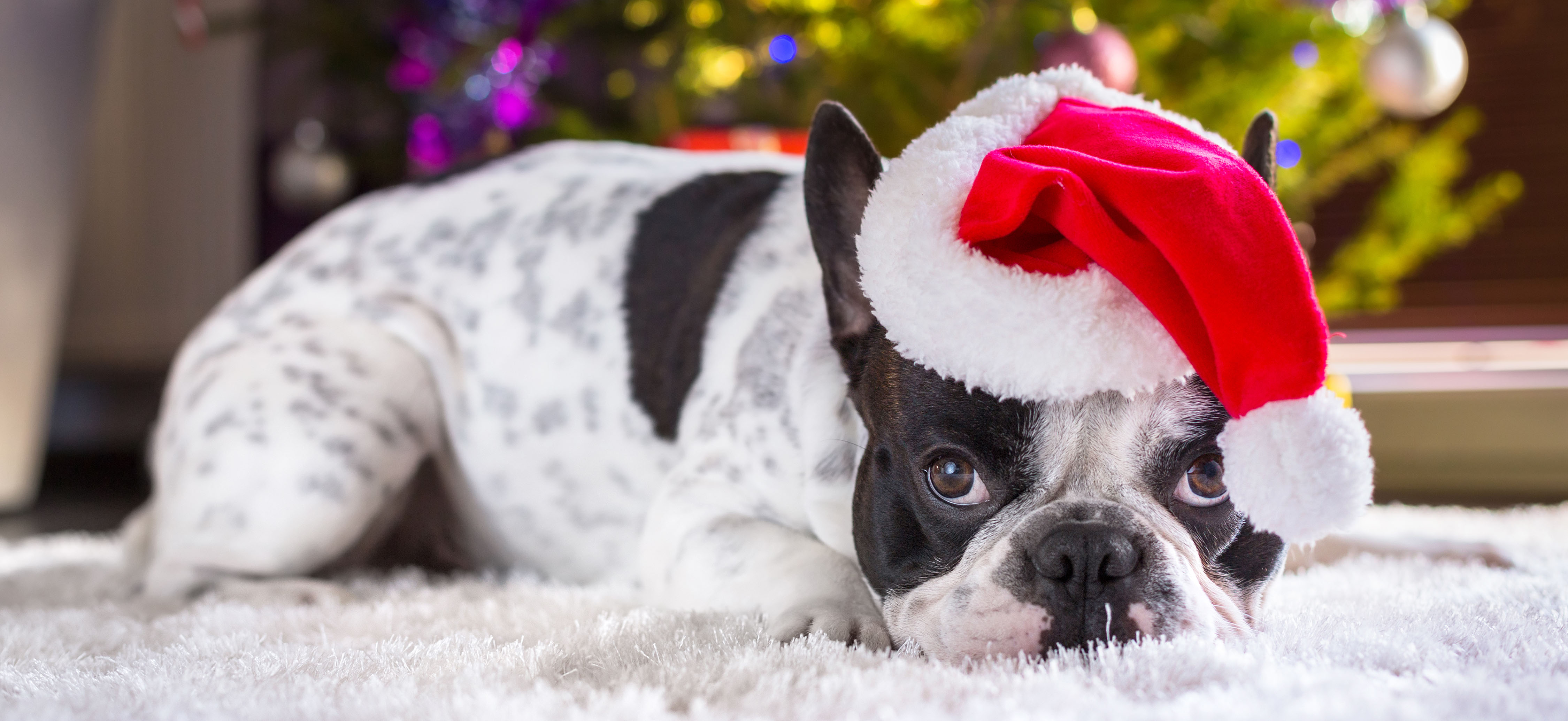 French Bulldog wearing a Santa Claus hat