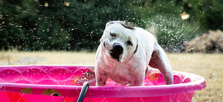 Pit bull dog in a kiddie pool
