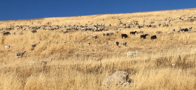 Sheep at Kiefer landfill