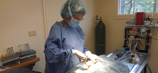 Dr Nancy MacFarland performing a dog spay surgery