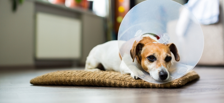 Small Terrier Dog with Cone on Head