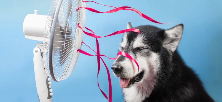 Siberian Husky Cooling Off Under a Fan