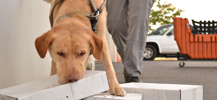 Sacramento County's Newest Pest Detection Dog, Taz.