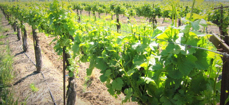 crop report, vineyard