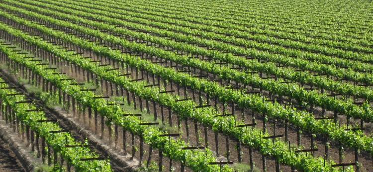 vineyards in South Sacramento