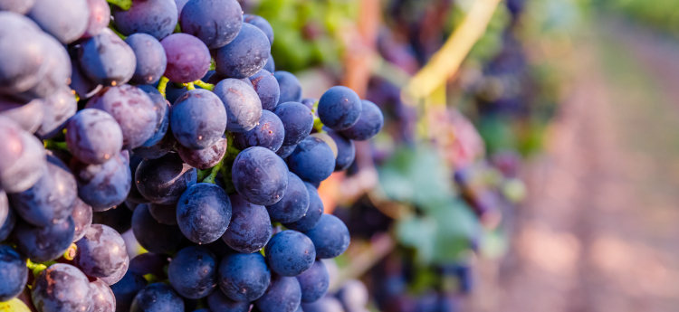 Close up of a bunch of wine grapes in a vineyard