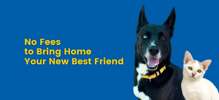 No Fees to Bring Home Your New Best Friend 