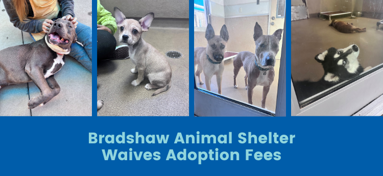 Bradshaw Animal Shelter Waives Adoption Fees