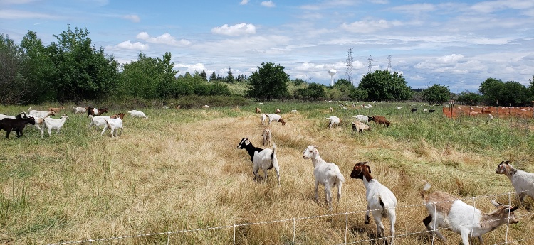 Dozens of goats scattered across a field grazing