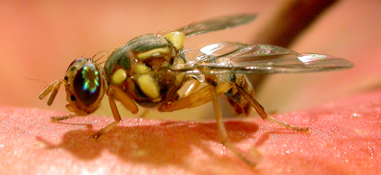 Up close photo of fruit fly