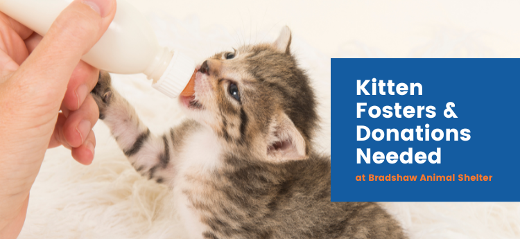 Kitten Fosters and Donations Needed at Bradshaw Shelter
